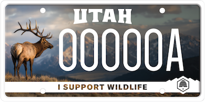wildlife elk