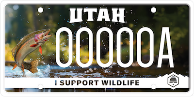 wildlife trout
